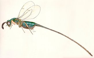 Sycoryctes