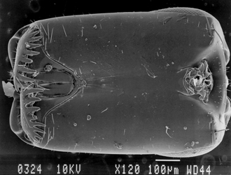 Crossogaster_inusitata_female_head_ventral_SEM