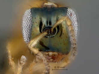 Diaziella_macroptera