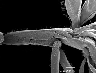Robertsia_vaamondei_F_thorax_lateral
