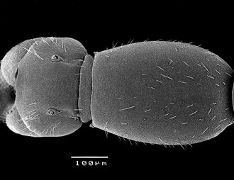 Robertsia_vaamondei_mesosoma_dorsal