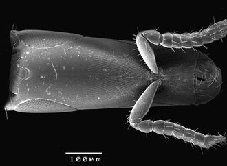 Robertsia_weibleni_head_dorsal