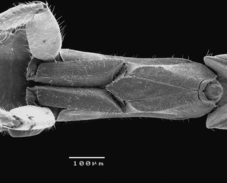 Robertsia_weibleni_F_thorax_ventral