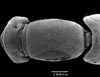 Robertsia_weibleni_mesosoma_dorsal