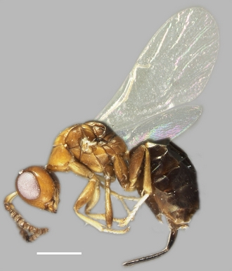 Anidarnes_bicolor_habitus