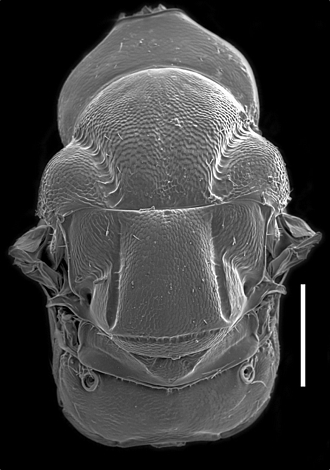 Anidarnes_bicolor_mesosoma_SEM