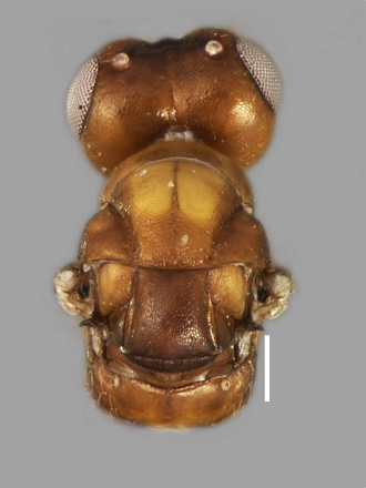Anidarnes_bicolor_mesosoma_entovision