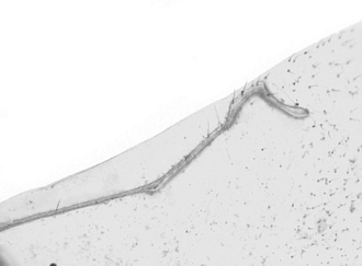Anidarnes_bicolor_venation