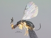 Ceratosolen_arabicus_female