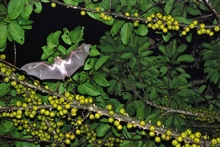 Ficus_bubu_bat_Nelspruit_Duncan_Butchart_March_2011