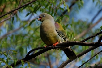 Green pigeon Duncan Butchart