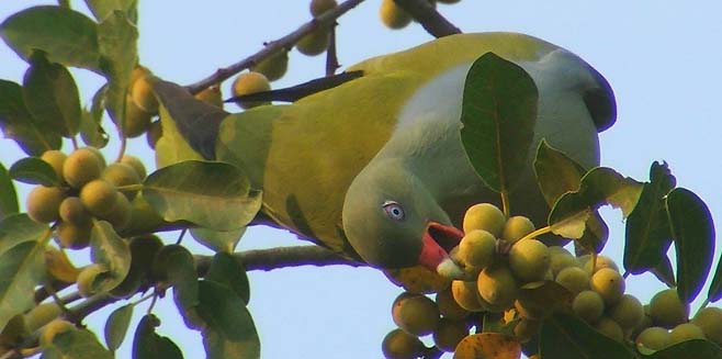 Treron calvus (African green-pigeon, Green pigeon)