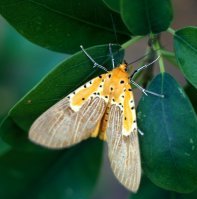 Other_insects_associated_with_fig_trees
