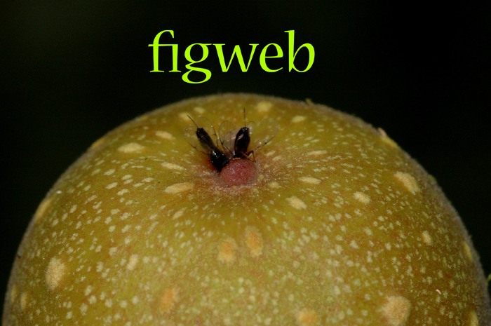 Bioinformatics resource for figs and fig wasps of the world