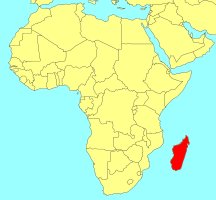 ../../Distribution_of_Ficus_trichoclada