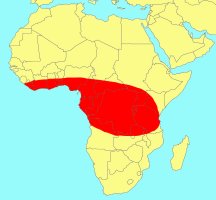 Distribution_of_Ficus_cysthistipula_cyathistipula
