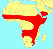 Distribution_of_Ficus_glumosa