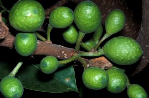 Ficus_bizanae