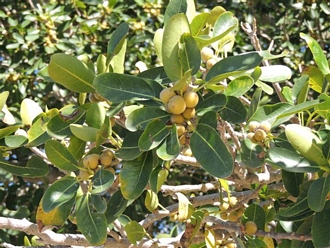 Ficus_burkei_De_Hoop_Eugene_Moll_DSCN4927