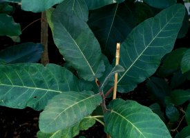 Ficus_bussei