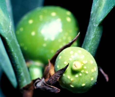 Ficus_cyathistipula_cyathistipula