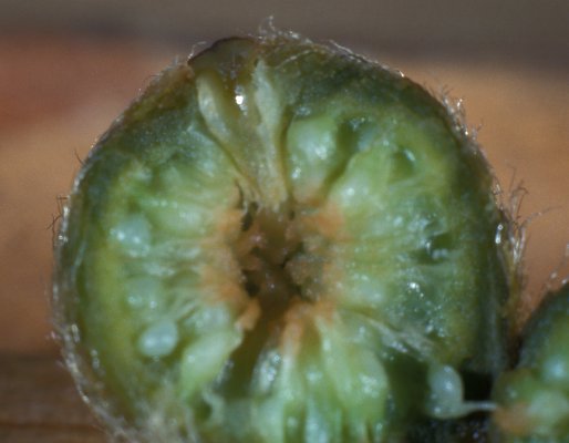 Ficus_glumosa