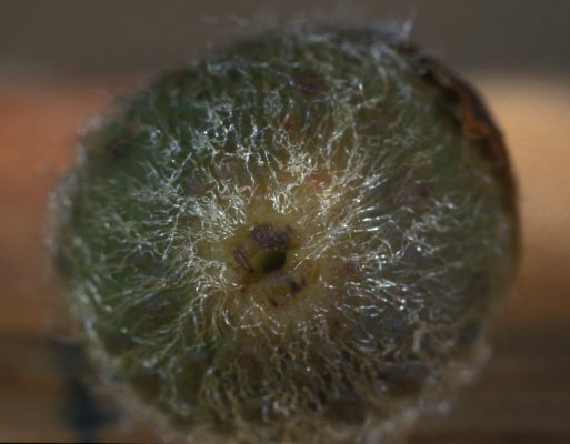 Ficus_glumosa