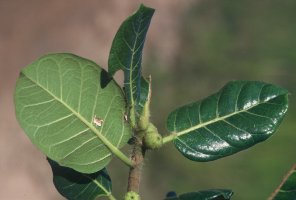 Ficus_glumosa