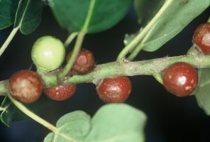 Ficus_glumosa