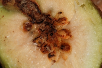 Ficus glumosa Simon van Noort