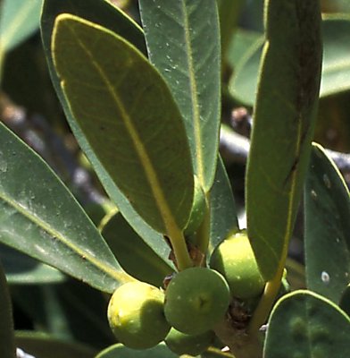 Ficus ilicina