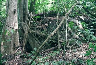 Ficus_lutea