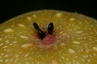 Courtella_species_entering_Ficus_modesta