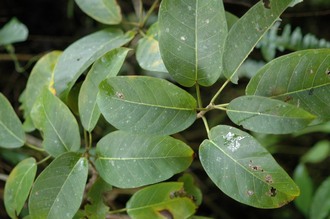 Ficus_modesta_Mount_Namuli