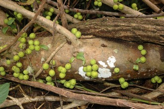 Ficus_modesta_Mount_Namuli