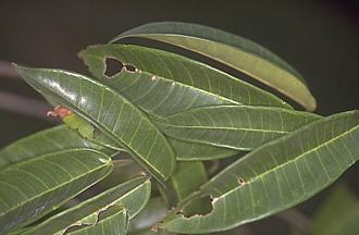 Ficus_ottoniifolia_ottoniifolia