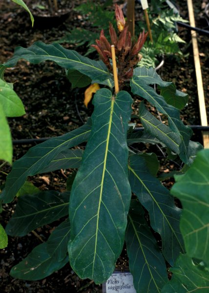 Ficus_sagittifolia