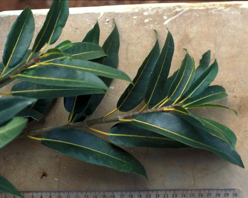 Ficus_sansibarica_sansibarica