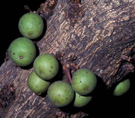 Ficus_sansibarica_sansibarica