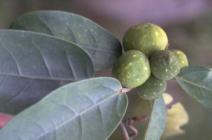 Ficus_tesselata