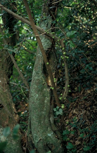 Ficus tremula tremula