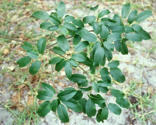 Ficus_tremula_tremula