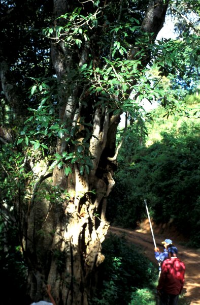 Ficus tremula acuta