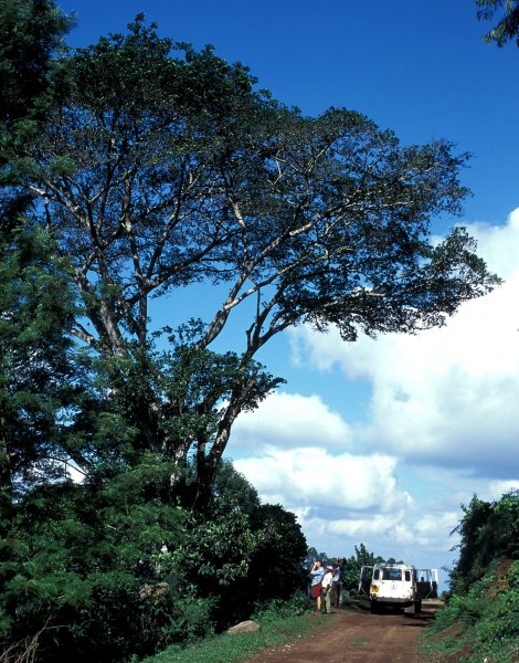 Ficus tremula acuta 