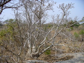 Ficus_umbellata