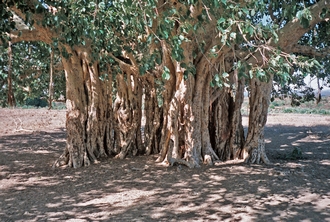 92.05.16 Ficus grevei Onilahy valley nr Betalampy_Zachariades