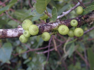 Ficus_lateriflora_Finn_Kjellberg6