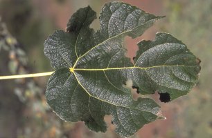 Ficus pachyclada