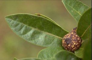 Ficus polyphlebia