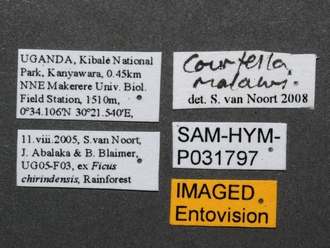 Courtella_malawi_UG05-F03_female_SAM-HYM-P031797_labels